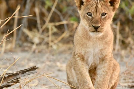 Roaring Majesty: Exploring the Lives of Lions in Botswana’s Wild