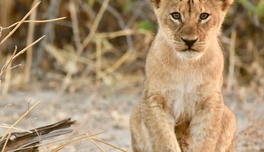 Roaring Majesty: Exploring the Lives of Lions in Botswana’s Wild