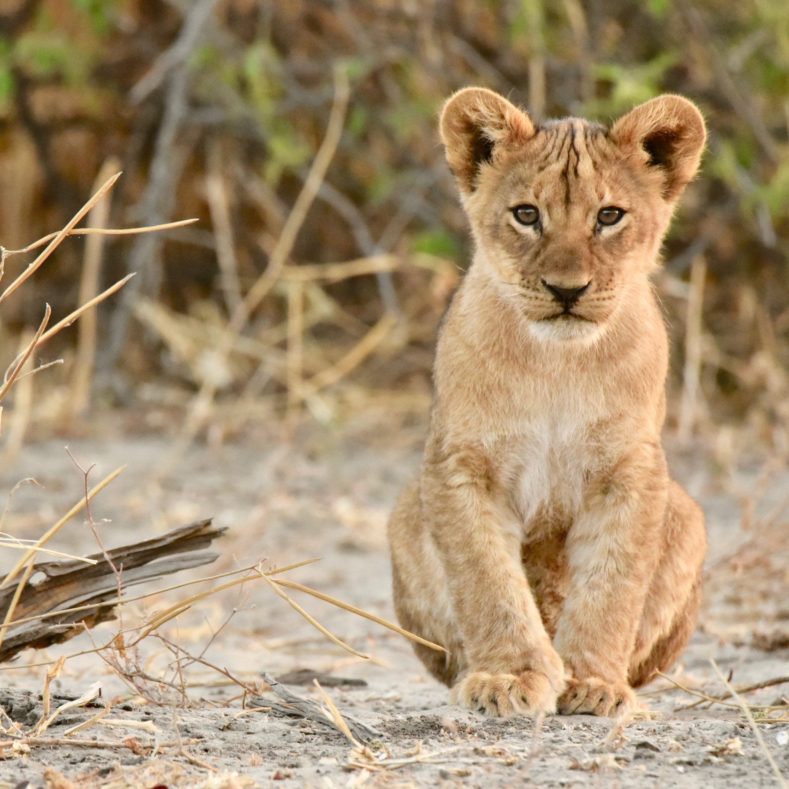 Roaring Majesty: Exploring the Lives of Lions in Botswana’s Wild