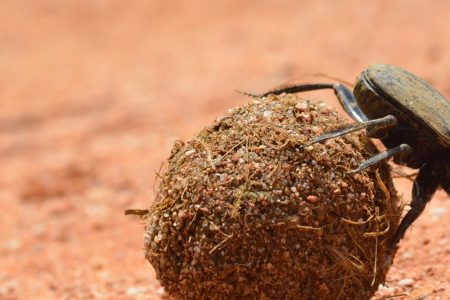 African Dung Beetles: Using the Milky Way as Their Guide