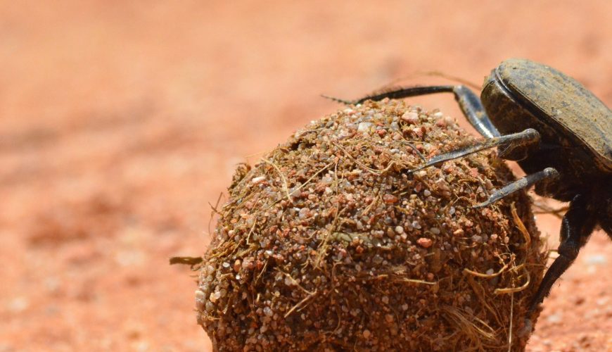 African Dung Beetles: Using the Milky Way as Their Guide