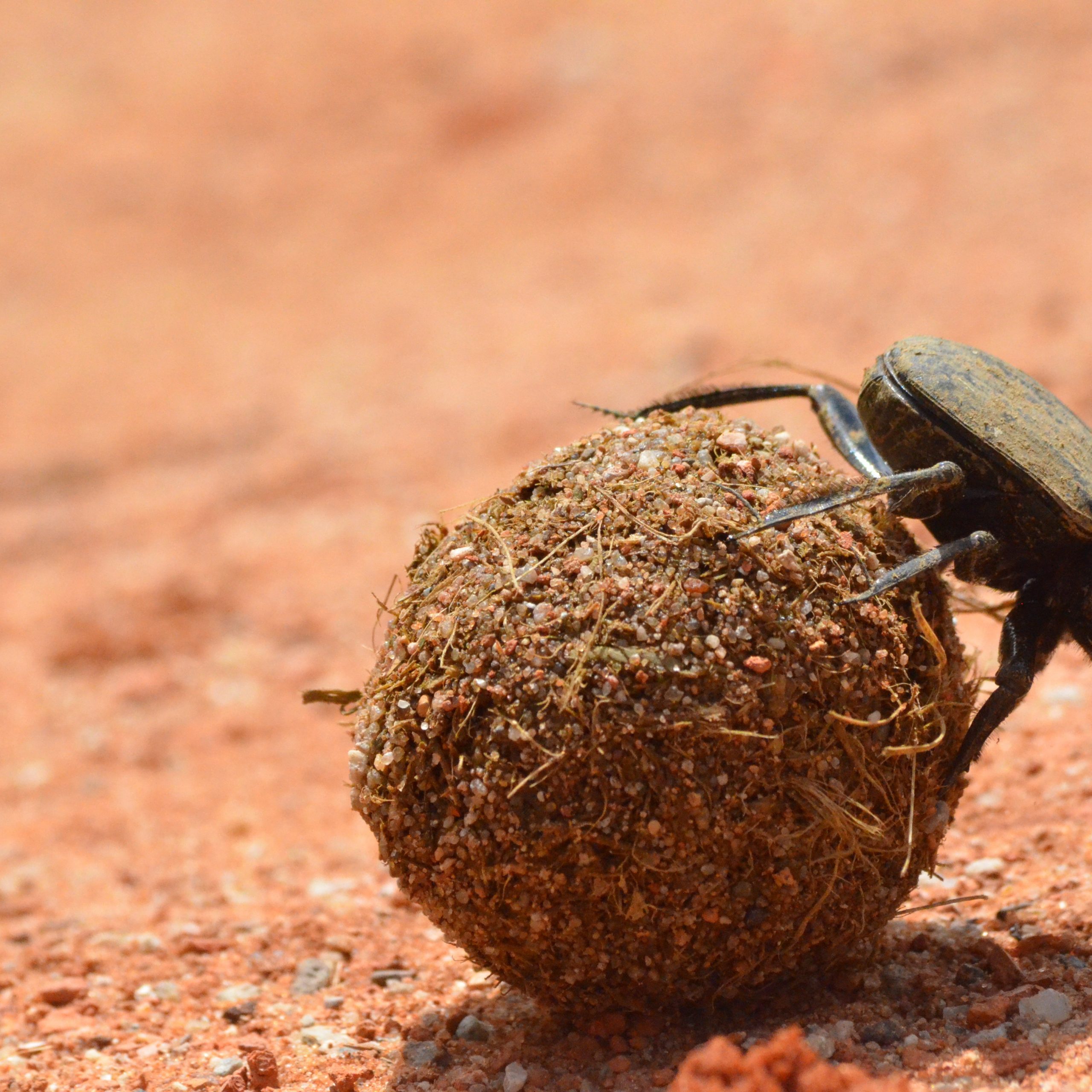 African Dung Beetles: Using the Milky Way as Their Guide